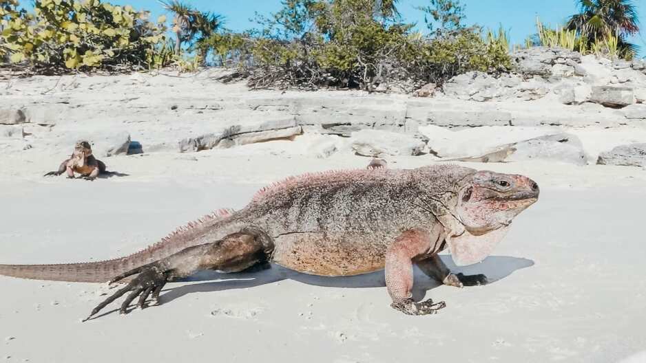 Moguće se družiti i s iguanama (Foto: Lovely Escapist)