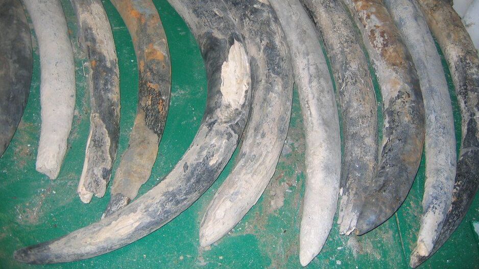 Kljove pronađene na ovom brodu potječu iz 17 različitih stada slonova