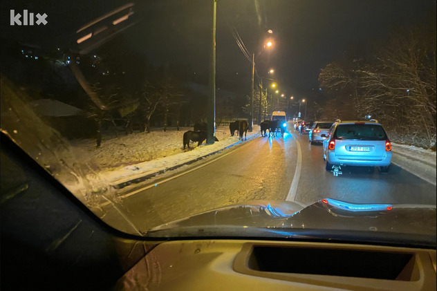 Divlji konji našli su se i jučer i danas na ulicama Hotonja (Foto: Čitatelj)