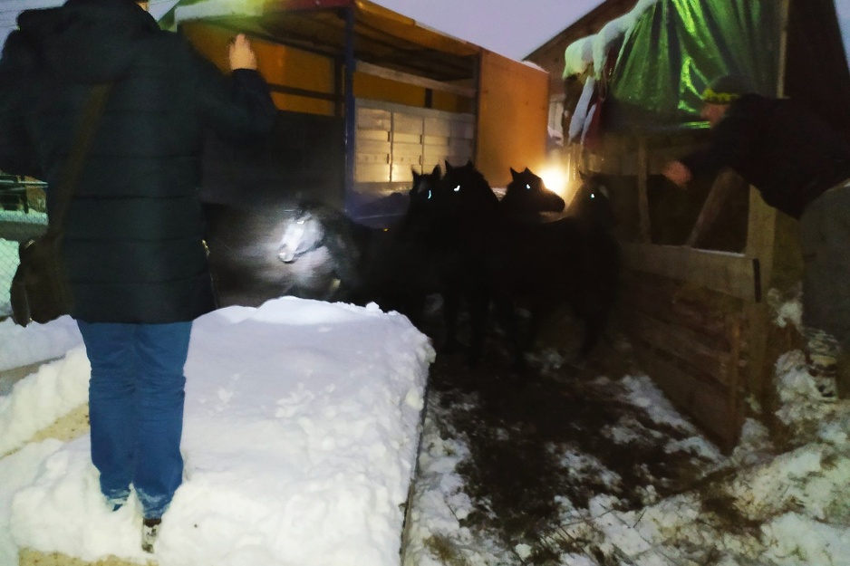 Konji dobili adekvatan smještaj (Foto: KUIP)