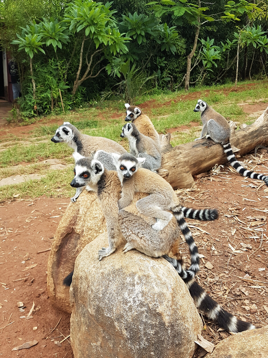 Na Madagaskaru mnoštvo endemskih vrsta flore i faune