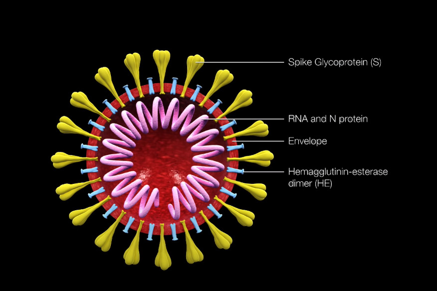 Struktura koronavirusa i spike odnosno S protein (Foto:Screenshot)