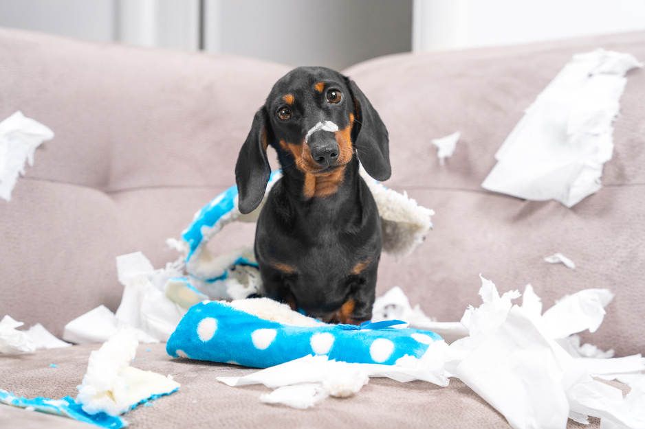 Foto: Shutterstock