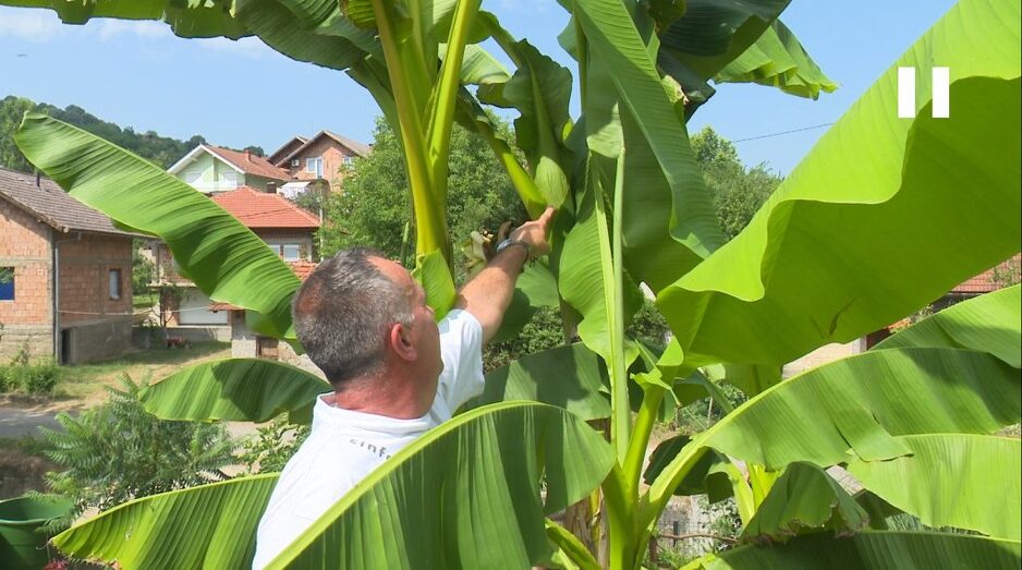 Uzgajaju biljke neobične za naše podneblje (Foto: RTV Doboj)
