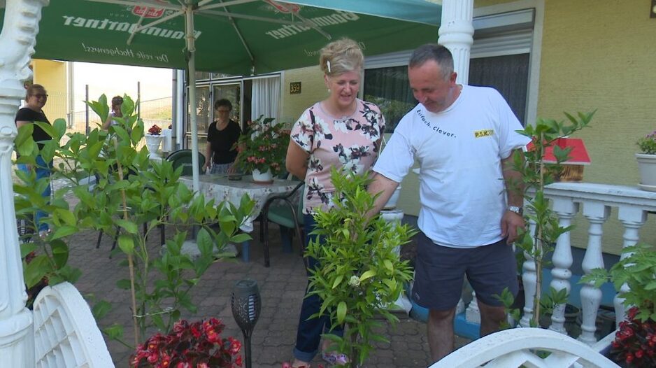 Uzgajajaju biljke neobične za naše podneblje (Foto: RTV Doboj)