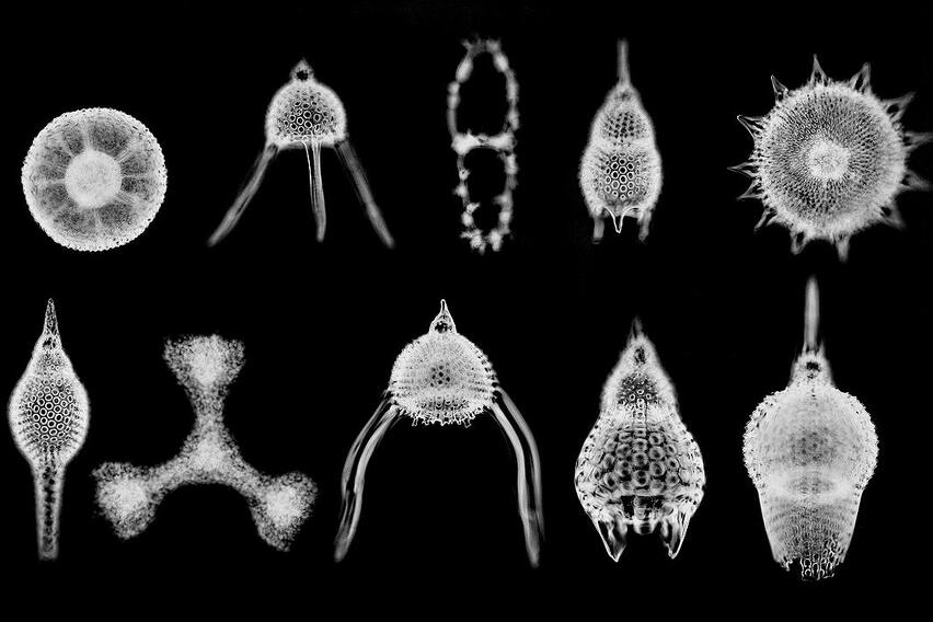 Zrakaši - Radiolaria su red morskih planktonskih praživotinja