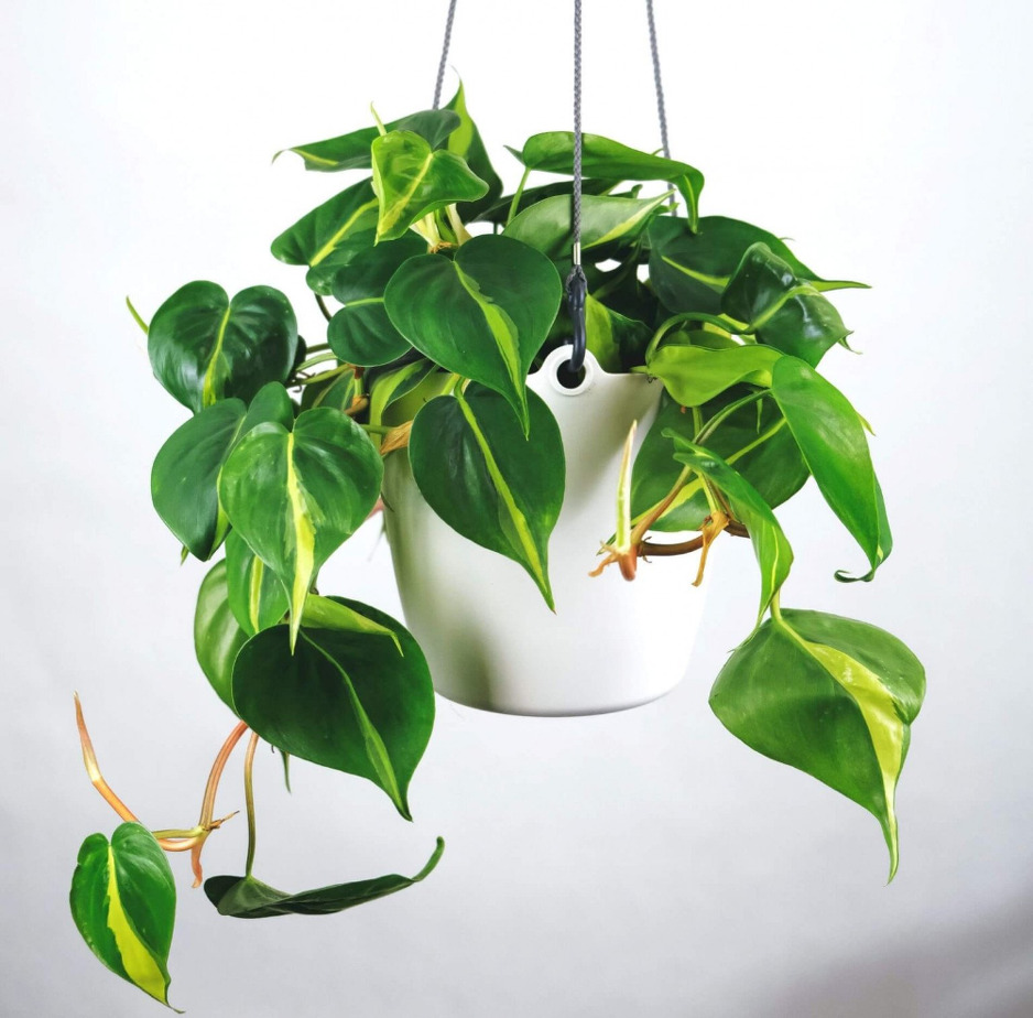 Filadendron (Foto: Pinterest)