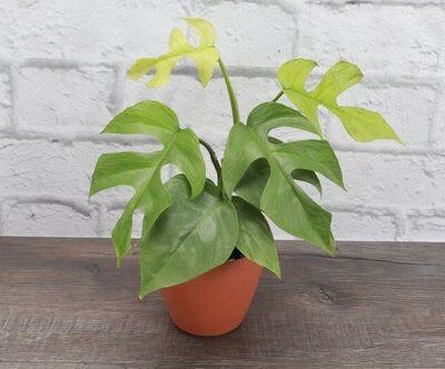 Mini Monstera (Foto: Pinterest)