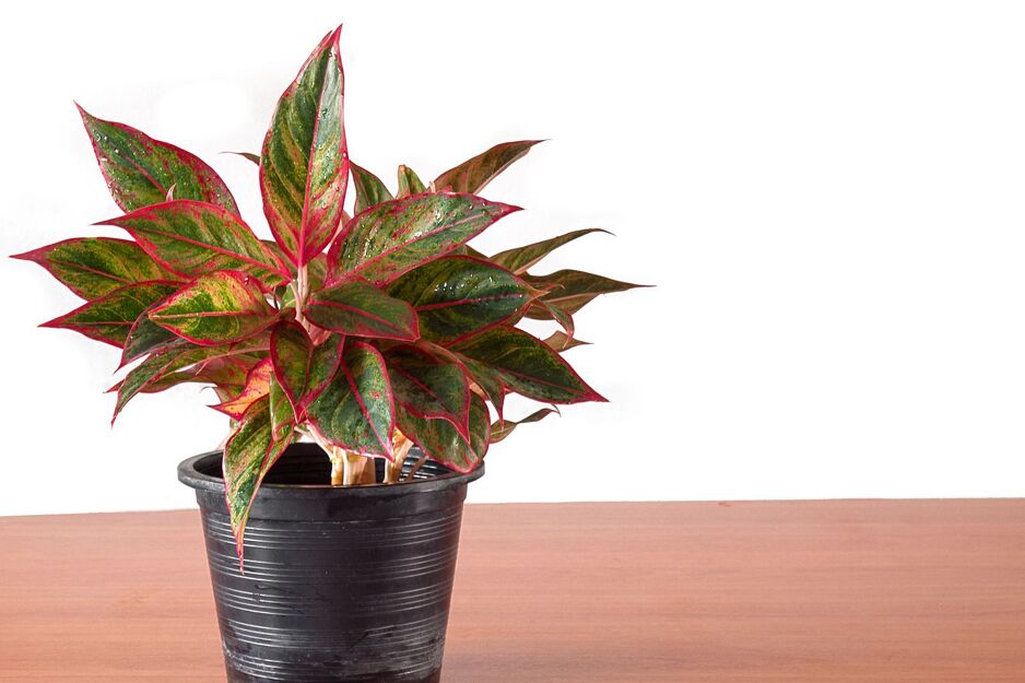 Crvena Aglaonema (Foto: Pinterest)