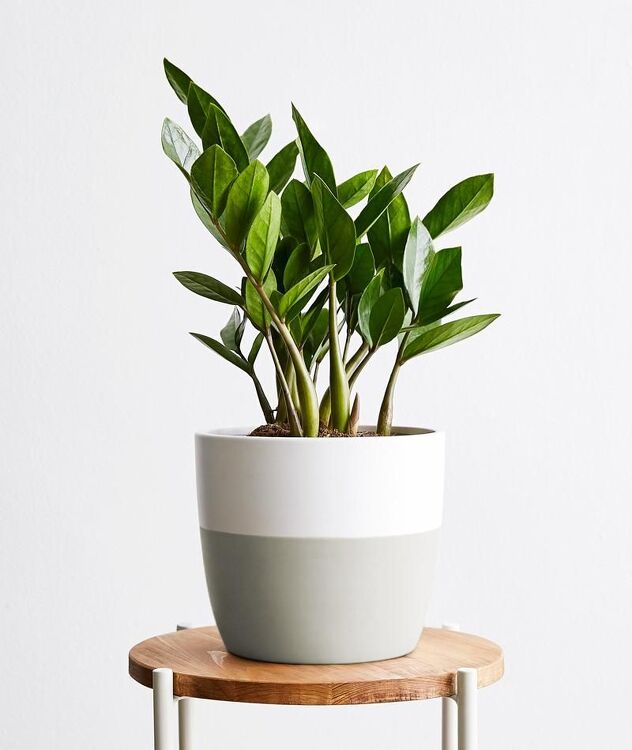 ZZ Plant (Foto: Pinterest)