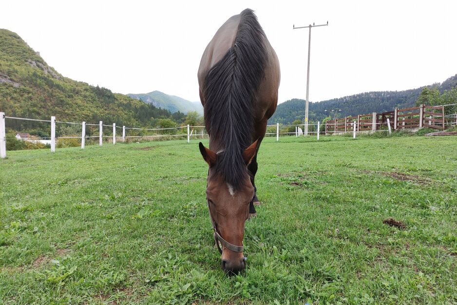 Djeca se oduševe konjem