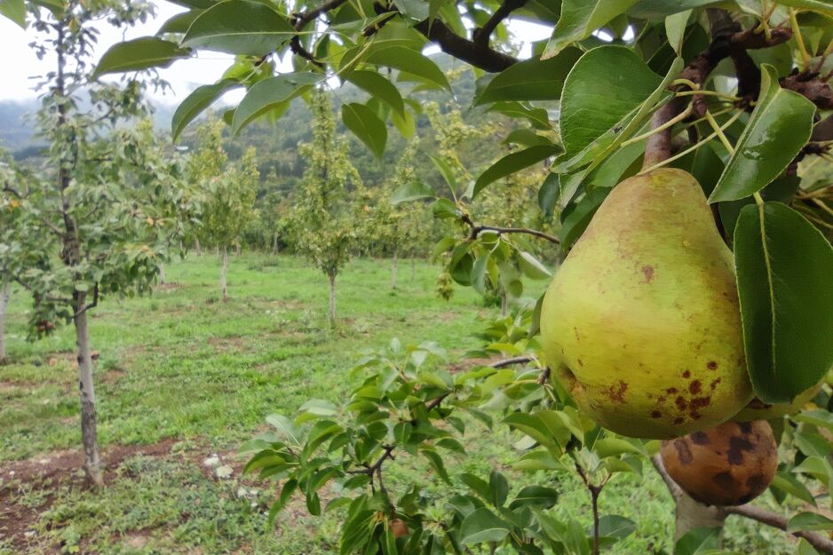 Kompaniju Prirodno Dobrun nedavno je registrovao