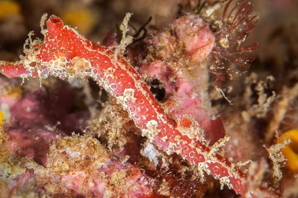 Foto: Ichtyology & Herpetology