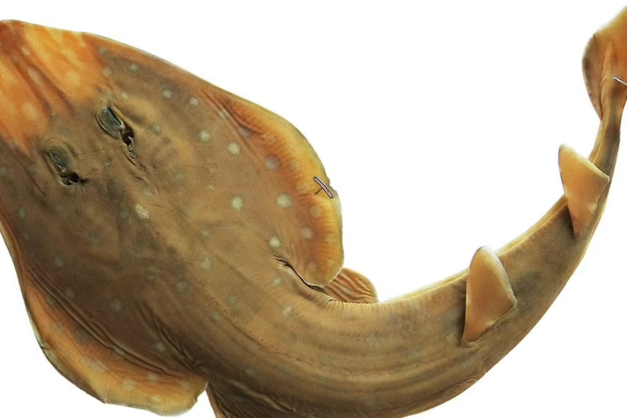 Foto: Marine Biodiversity