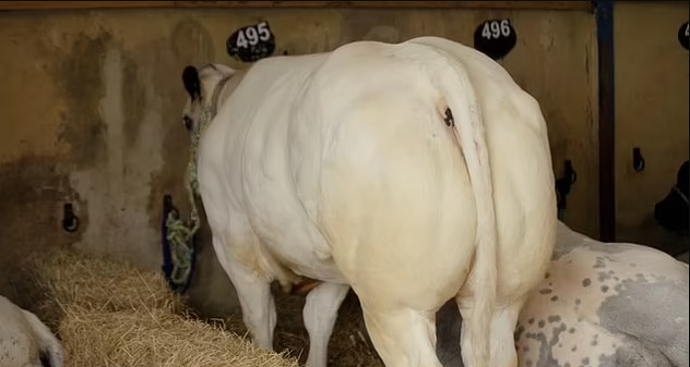 Princ Charles u emisiji Keeping Up with the Aristocrats pomaže pri kupovini krave