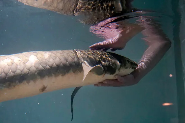 Metuzalem uživa u maženju (Foto: California Academy of Science)