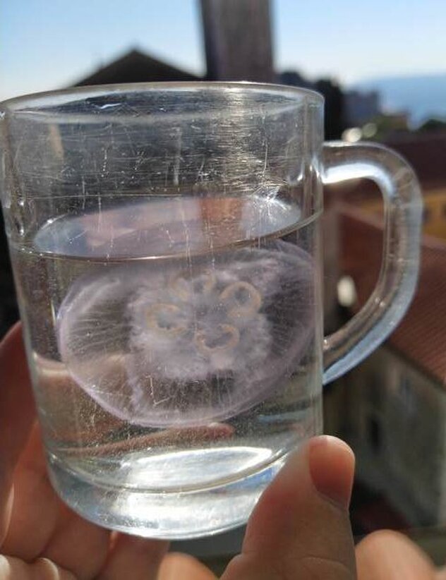 Foto: Sveučilište u Dubrovniku