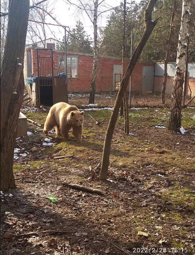 Trenutno je na sigurnom, a što prije, nadamo se i u novom domu (Foto: Warriors of Wildlife)
