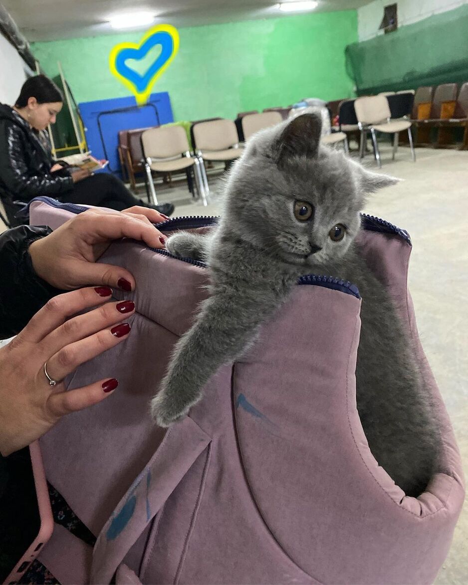 Među spašenim životinjama ima najviše mačaka (Foto: Instagram)