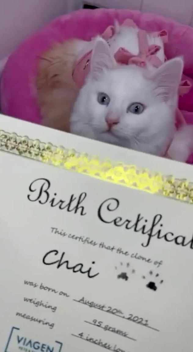 Mačić koji je klon od Chai stigao je nakon četiri godine