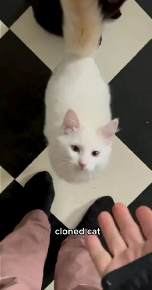 Vlasnica je novom mačiću dala ime Belle