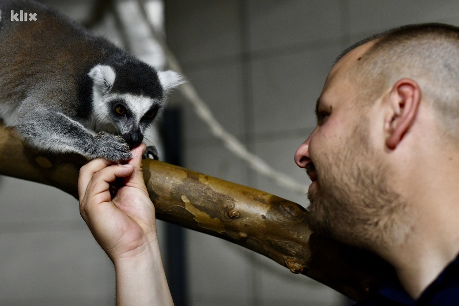 Neki od miljenika u Pionirskoj su lemuri (Foto: T. S./Klix.ba)