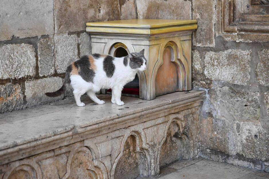 Anastazija je postala svojevrsni zaštitni znak Dubrovnika (Foto: Pixsell)
