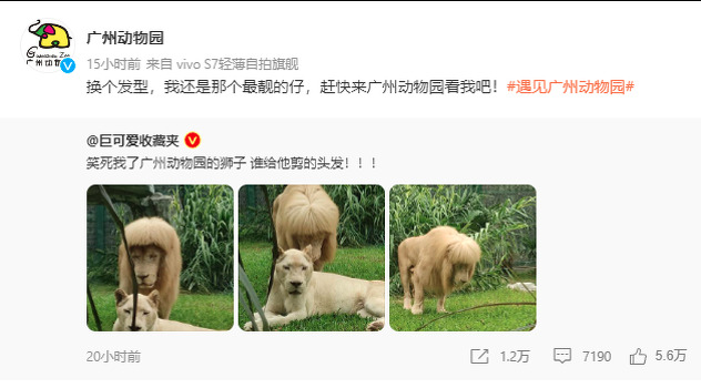 Zoološki vrt na društvenoj mreži Weibo pozvao je posjetitelje da vide lava