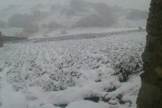 Neočekivani snijeg je ugrozio poljoprivredne usjeve