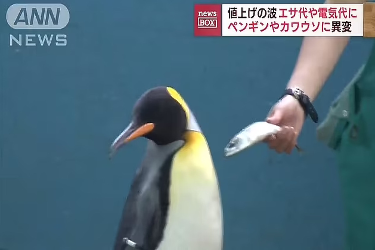 Pingvinima se očito nije dopalo šta im je donijelo poskupljenje cijena (Foto: Screenshot)