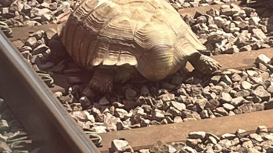 Ogromna kornjača zaustavila vozove u Engleskoj, Life.ba