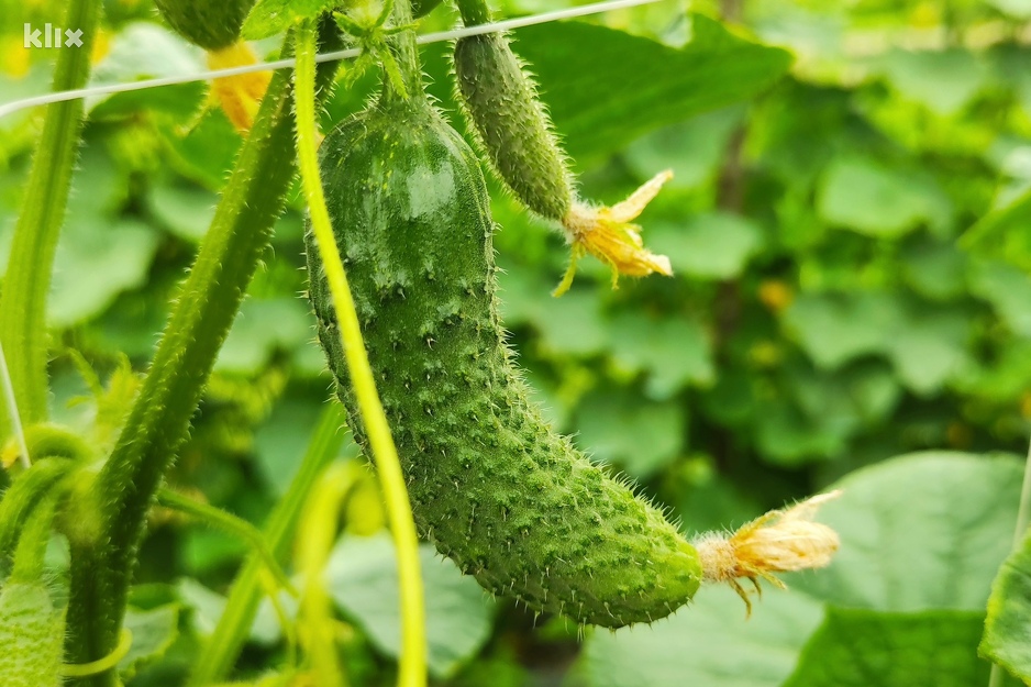 Urod koji je uspio opstati uprkos visokim temperaturama (Foto: A. K./Klix.ba)