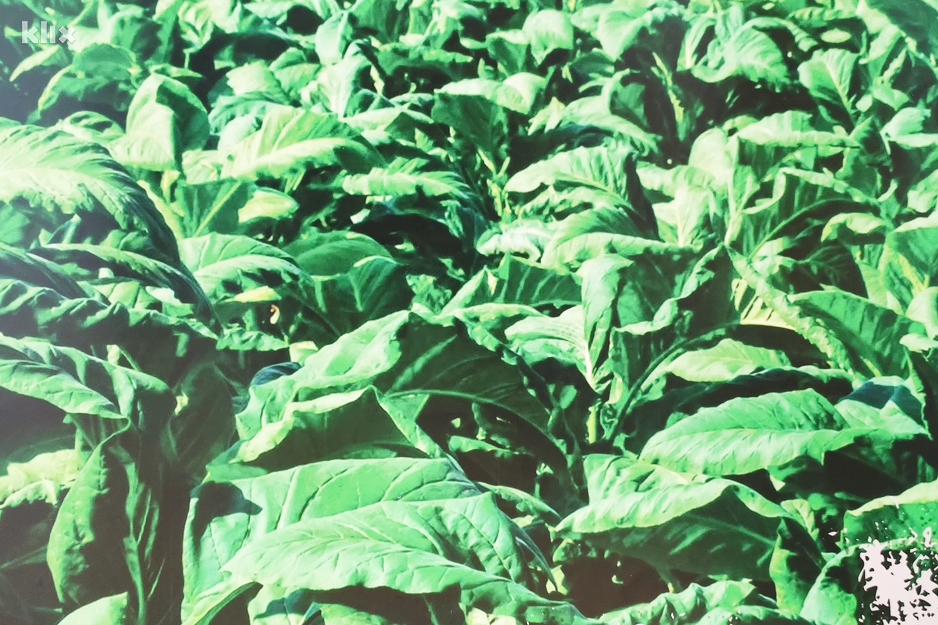 Foto: G. Š./Klix.ba