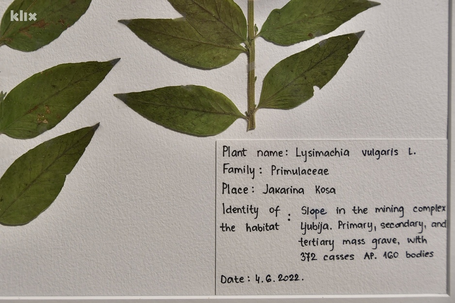 Foto: I. Š./Klix.ba