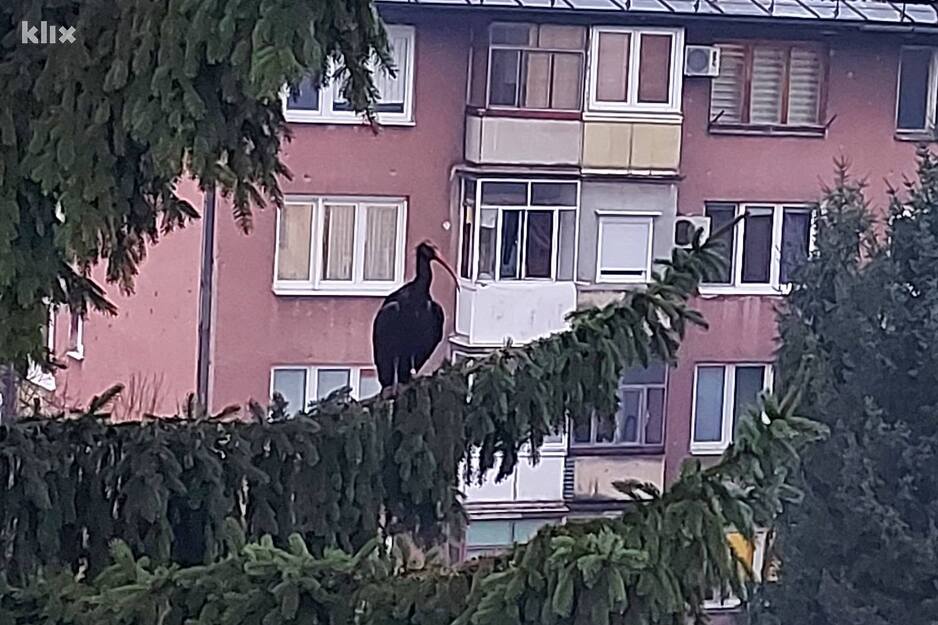 Foto: Čitatelj