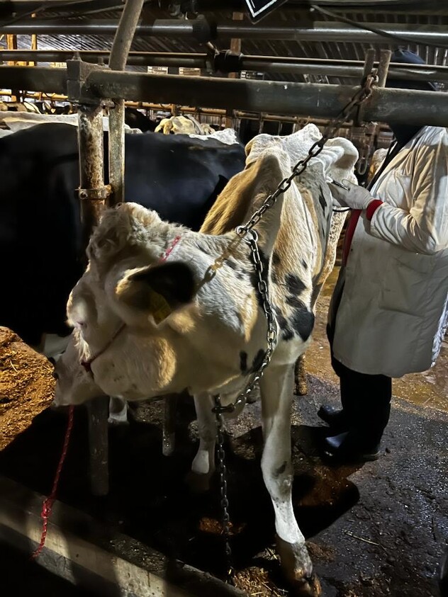 Fotografija sa farme Bojnik koja je ustupljena portalu Klix