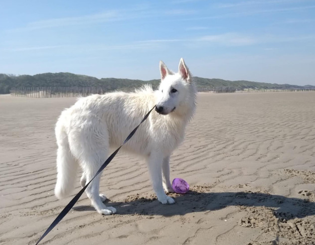 je pomsky priznata pasmina