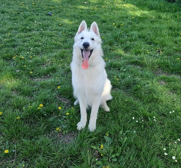 je pomsky priznata pasmina