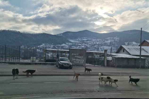 Psi na ulicama Goražda