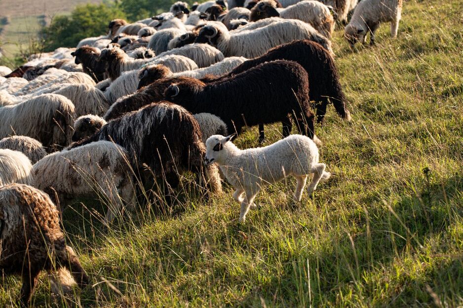 Dječiji slikarski konkurs Malak Farme
