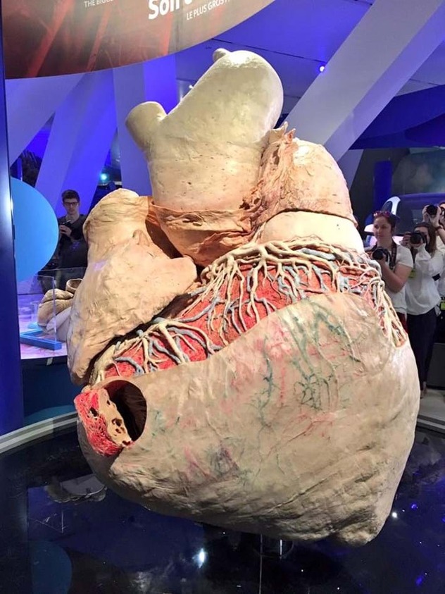 Foto: Royal Ontario Museum/Facebook