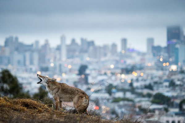 Foto: Corey Arnold