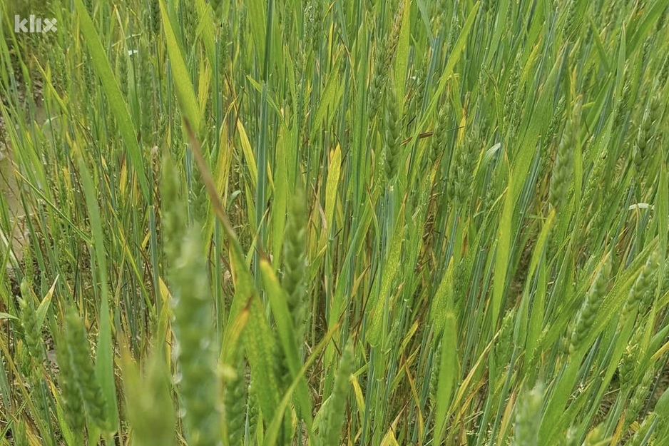 Primjer žute rđe u poljima Semberije (Foto: Klix.ba)