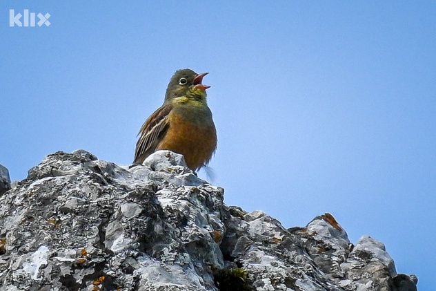 Foto: Vladimir Tadić