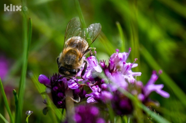 Foto: Vladimir Tadić