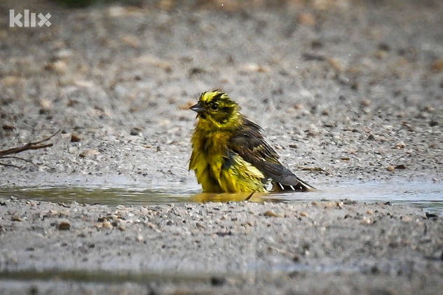 Foto: Vladimir Tadić