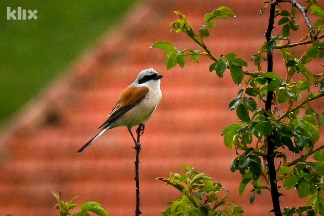 Foto: Vladimir Tadić