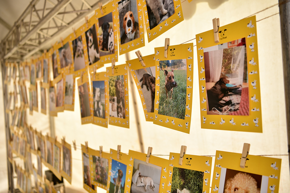 Dogs Trust okupio vlasnike i ljubitelje pasa na druženju u Mostaru