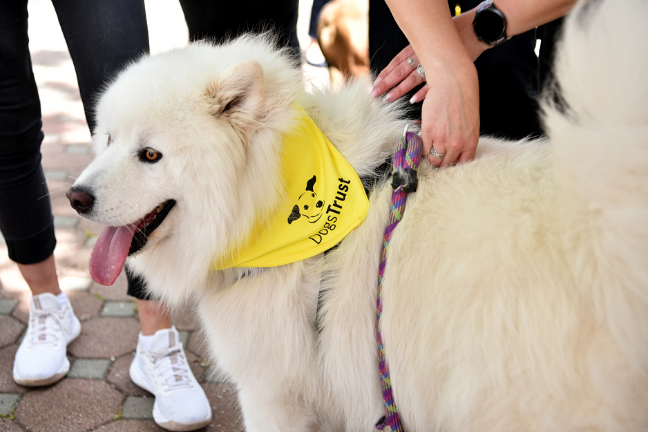 Dogs Trust okupio vlasnike i ljubitelje pasa na druženju u Mostaru