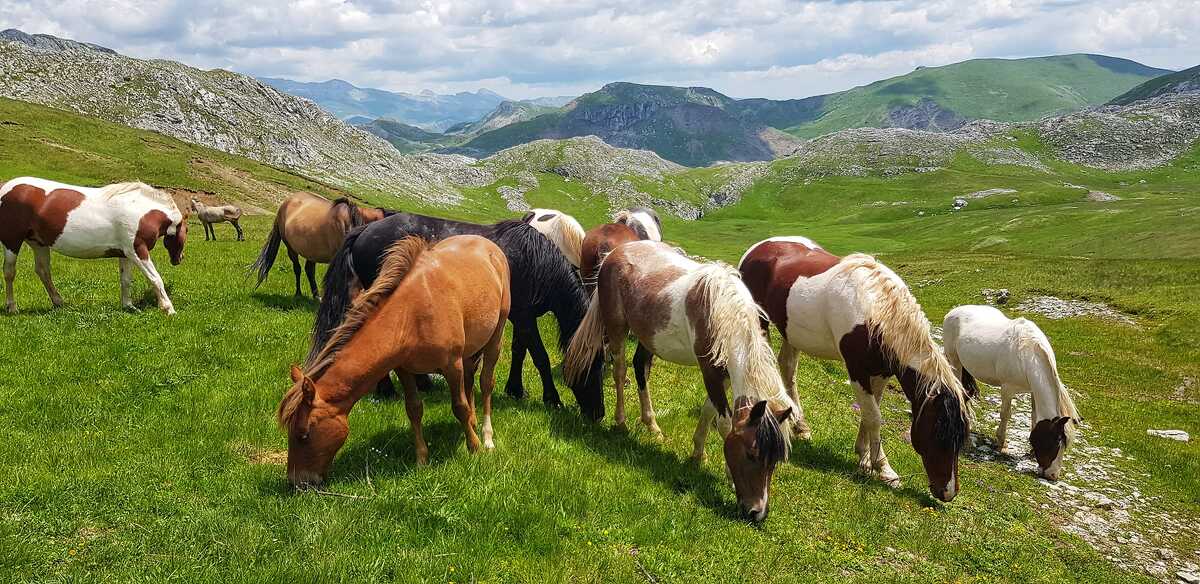 Planinari primijetili povrijeđenog divljeg konja na Visočici, apeluju da mu se što prije pomogne